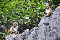 Wild Life in Halong