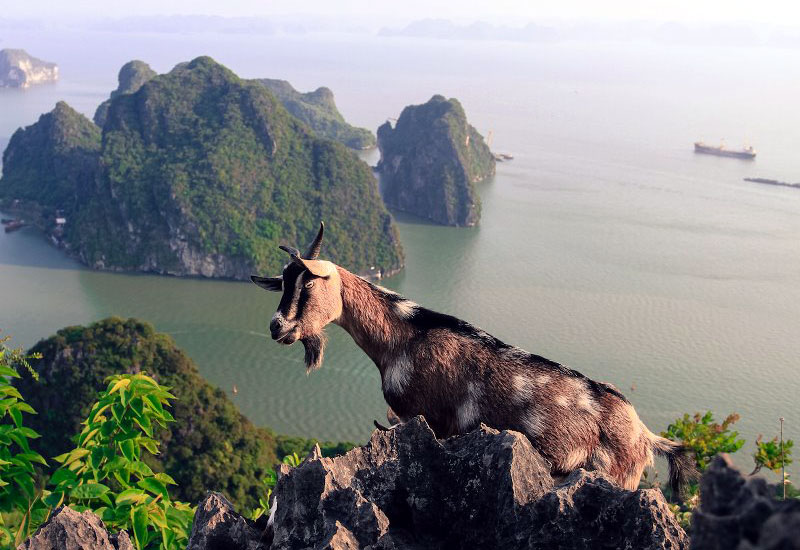 How to Get to Halong Bay from Nicaragua?